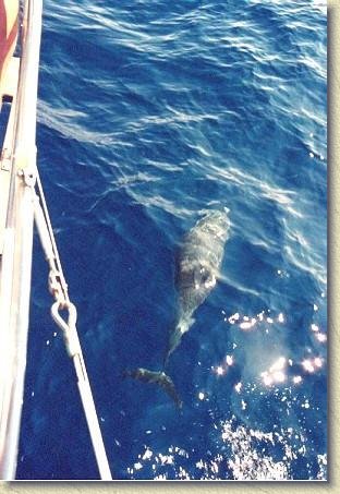 12.jpg - Dolphins following our boat