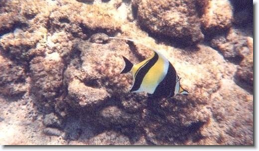 moorish.jpeg - Moorish Idol