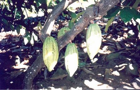 cocoa.jpeg - Cocoa tree