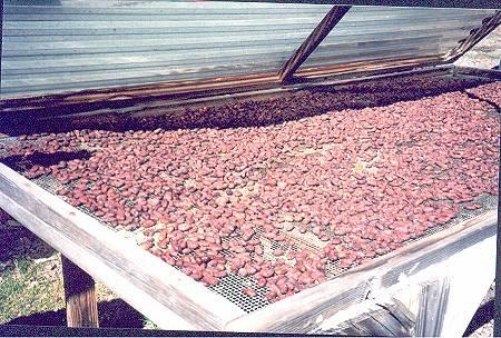 drycocoa.jpeg - Drying cocoa beans