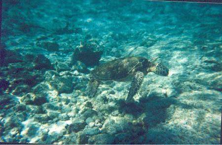 honu.jpeg - Snorkelling with turtles